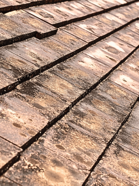 remove roof mold - image of roof tiles with mold